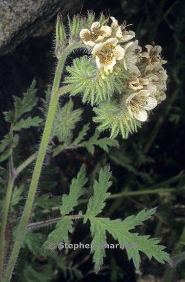 phacelia cicutaria 1 graphic